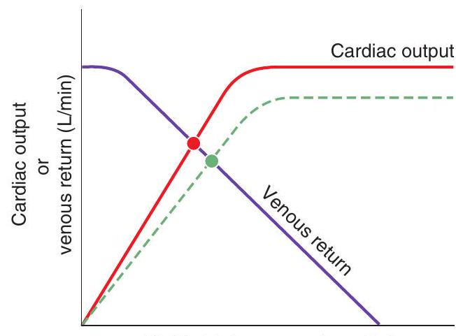  In the graph at upper right, the response shown by the dotted line illustrates the effect of   Right atrial pressure  (\mathrm{mm} \mathrm{Hg})   or end-diastolic volume (L)  A)  administration of digitalis B)  administration of a negative inotropic agent C)  increased blood volume D)  decreased blood volume E)  decreased total peripheral resistance (TPR)  