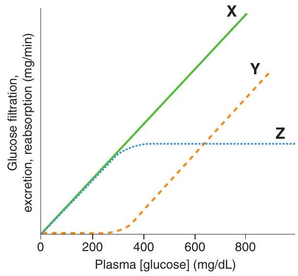  The following graph shows three relationships as a function of plasma [glucose]. At plasma [glucose] less than 200  \mathrm{mg} / \mathrm{dL} , curves  \mathrm{X}  and  \mathrm{Z}  are superimposed on each other because   A)  the reabsorption and excretion of glucose are equal B)  all of the filtered glucose is reabsorbed C)  glucose reabsorption is saturated D)  the renal threshold for glucose has been exceeded E)   \mathrm{Na}^{+} -glucose cotransport has been inhibited F)  all of the filtered glucose is excreted 