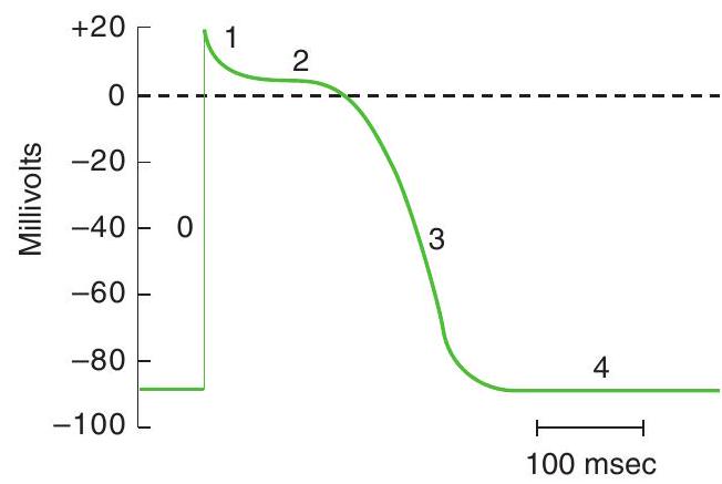  Use the diagram of an action potential to answer the following questions.    -Phase 2, the plateau phase, of the action potential shown A)  is the result of  \mathrm{Ca}^{2+}  flux out of the cell B)  increases in duration as heart rate increases C)  corresponds to the effective refractory period D)  is the result of approximately equal inward and outward currents E)  is the portion of the action potential when another action potential can most easily be elicited 