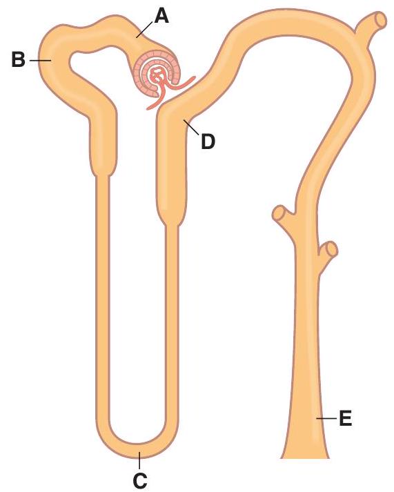   -At which site is the tubular fluid osmolarity lower than the plasma osmolarity in a person who is deprived of water? A)  Site A B)  Site B C)  Site C D)  Site D E)  Site E