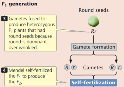   The Punnett square is a shorthand method of predicting the genotypic and phenotypic ratios of progeny from a genetic cross. -If an F<sub>1</sub> plant depicted in Figure above is backcrossed to the parent with round seeds, what proportion of the progeny will have wrinkled seeds? (Use a Punnett square.)  A)  3/4 B)  1/2 C)  1/4 D)  0