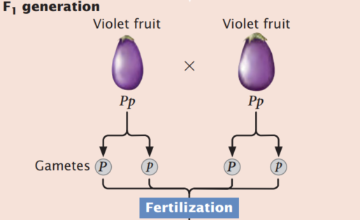   Incomplete dominance is exhibited when the heterozygote has a phenotype intermediate between the phenotypes of the two homozygotes. When a trait exhibits incomplete dominance, a cross between two heterozygotes produces a 1 : 2 : 1 phenotypic ratio in the progeny -If an F<sub>1</sub> eggplant in Figure above is used in a testcross, what proportion of the progeny from this cross will be white? A)  All the progeny B)  1/2 C)  1/4 D)  0