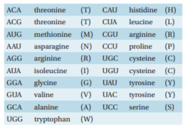 If the DNA shown was transcribed and then translated in a eukaryotic in vitro translation system, what would be the composition of the resultant peptide? 5′-CATTCCATAGCATGT-3′   A)  C-T-I-P-Y B)  H-S-I-A-C C)  M-L-W-N D)  T-C-Y-G-M E)  V-R-Y-R-T