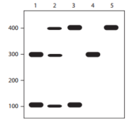 In an assay for the presence of a specific disease gene allele in several individuals, you isolate genomic DNA from each and perform polymerase chain reaction (PCR)  using gene-specific primers. The PCR product is expected to have a recognition site for the restriction endonuclease BamHI. Following PCR and BamHI digestion, the products are separated by gel electrophoresis and the results are shown in the figure below. Which lane corresponds to the individual demonstrating heterozygosity for the BamHI site?   A)  1 B)  2 C)  3 D)  4 E)  5