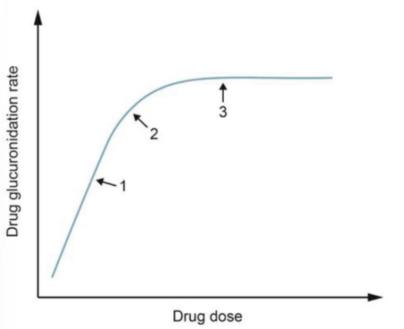 A large, multinational drug corporation conducts a phase 1 clinical trail to evaluate the safety profile and pharmacokinetics properties of a new drug designed to treat refractory epilepsy. Initial studies showed that the drug undergoes extensive metabolism by the liver into glucuronidation byproducts that are primarily excreted by the kidneys. The curve bellow demonstrates the glucuronidation rate of the drug over a wide range of doses.   A)  A constant proportion of the drug is metabolized past point 3 B)  Bioavailability of the drug is highest at point 1 C)  Biotransformation of the drug ceases near point 2 D)  Metabolism begins to switch to zero-order kinetics near point 2 E)  The rate of drug metabolism is not dependent on dose before point 1