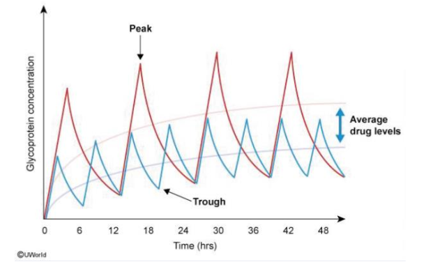 Researchers are developing a new glycopeptide antibiotic similar to vancomycin. Susceptibility testing reveals that the new drug is bactericidal against gram-positive organisms at serum concentrations above 15 mcg/mL. Two different dosage regimens are developed to achieve a target serum trough concentration of 15-20 mcg/mL: one administered as 1 gram every 6 hours and the other as 2 grams every 12 hours. The two regimens are tested in healthy volunteers during an early-phase clinical trial, and the following pharmacokinetic profiles are obtained. Compared to the 12-hour dosing regimen, the 6-hour regimen is most likely to exhibit which of the following features?   A)  Decreased renal clearance B)  Higher average plasma drug levels C)  Improved patient compliance D)  Lower drug toxicity E)  Narrower therapeutic window