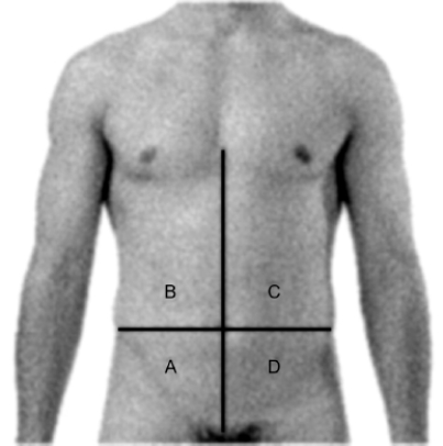 Which location does a nurse select when palpating a patient's liver?   A)  A (right lower quadrant)  B)  B (right upper quadrant)  C)  C (left upper quadrant)  D)  D (left lower quadrant) 