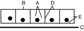On the row of cells indicated below, match A-E to the terms in the following question(s) .    Figure 3.1 -Referring to Figure 3.1, which letter represents the cytosol? A)  A B)  B C)  C D)  D E)  E