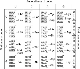 For the following strand of DNA, use the table below to provide: bases for the complementary mRNA and bases for the corresponding tRNA molecules and the associated amino acids.What do you notice about the relationship between the DNA and the anticodons? What do you notice about the genetic code for proline in the peptide? How would the loss of the first G or switching that G to a T affect the structure and function of this protein? DNA: GGC CTA CAA GCC GGA ACA GTT ACC GCG TAA CGA mRNA: tRNA:   
