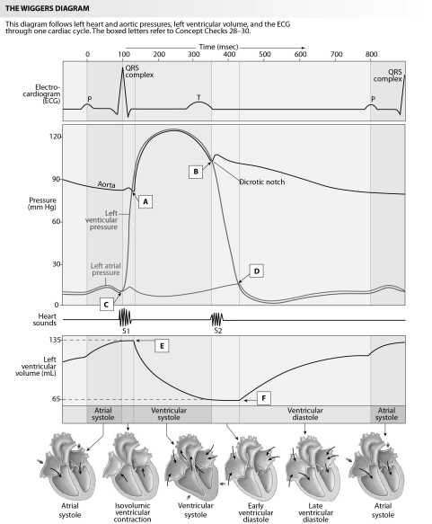 Using the figure below (Fig.14.18 from your text), calculate the following values:     A.Heart rate B.Stroke volume C.Cardiac output D.Mean Arterial Pressure