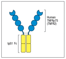  One of the first biologics developed was a drug known as etanercept (common name, Enbrel)  that is a fusion protein formed from the cytokine binding domain of the TNF-receptor fused to the human IgG1 constant region, as shown in Figure Q6) . This biologic is used to treat patients with inflammatory diseases such as rheumatoid arthritis, psoriasis, and others. Etanercept was developed to avoid injecting patients with the mouse monoclonal antibody to TNF- \alpha , which was available at the time.    Figure Q6)  Etanercept was preferred because: A)  It had a higher affinity for TNF- \alpha  than the antibody B)  It had a higher valency of binding to TNF- \alpha  than the antibody C)  It had a longer in vivo half-life than the anti-TNF- \alpha  antibody D)  It was easier and cheaper to produce than the antibody E)  It would not elicit an anti-drug antibody response 
