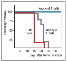 To study the immune responses that provide protection against tumor growth in mice, some investigations have used the EL4 mouse thymoma line. This tumor cell line was derived from a C57BL/6 mouse, and represents a type of T cell lymphoma. When transplanted into Rag-deficient mice, the mice rapidly succumb to the tumor. This is also the case when the mice receive wild-type C57BL/6 T cells the day before tumor cell injection. However, Rag-deficient mice were protected when the transferred T cells came from mice that lacked expression of one cytokine receptor, as shown in Figure . Name one likely candidate for the cytokine receptor that is knocked out in the T cells that are able to protect the mice.   