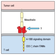 CAR T cells have shown remarkable efficacy in treating hematological malignancies .   Figure Q17)  In this cartoon, the component of the CAR indicated by the arrow is composed of: A)  A T-cell receptor specific for mesothelin B)  The ligand that normally binds to mesothelin C)  The Fab fragment of an anti-mesothelin antibody D)  A co-stimulatory receptor signaling domain E)  The CD3 signaling components of the T-cell receptor