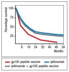An area of cancer immunotherapy that is undergoing rapid development is the use of agents that function as checkpoint blockaders. These agents work by interfering with receptors on T cells that normally induce inhibitory signals that suppress T cell responses. For example, one clinical trial tested the effects of a drug known as ipilimumab, which is a human monoclonal antibody that binds to and inhibits CTLA-4, on patients with metastatic melanoma, a deadly form of skin cancer. A simplified version of these data are shown in Figure Q20) . In this case, one group of patients received a peptide vaccine, comprised of a mixture of HLA class I-binding peptides derived from the melanoma antigen, gp100. A second group of patients received ipilimumab, and a third group received the gp100 peptide vaccine + ipilimumab.   survival of ~20% of the patients receiving ipilimumab. However, based on the similarity in the data for the group of patients receiving ipilimumab plus the gp100 peptide vaccine versus those receiving ipilimumab alone, the most likely affect of the ipilimumab is: A)  That it promotes the development of effector T cells from tumor-specific naive T cells B)  That it allows T cells already present in the patient to kill tumor cells more effectively C)  That it promotes the activation of CD4 instead of CD8 T cells specific for the tumor D)  To prevent the immunosuppressive environment of the tumor from killing T cells E)  To act directly on the tumor cells, similar to a cytotoxic chemotherapeutic drug