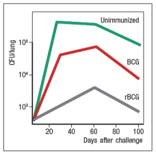 Currently, the only licensed vaccine against Mycobacterium tuberculosis (Mtb)  is the attenuated strain, related to Mtb, known as BCG. While BCG protects some populations against some strains of Mtb, an improved vaccine for this deadly disease is needed. One recent effort to generate a better vaccine against Mtb is to engineer BCG to have improved immunogenicity in vaccinated individuals. BCG, like Mtb, infects macrophages, replicating in the macrophage phagosomes. Both BCG and Mtb prevent phagosome acidification and fusion with lysozomes, thereby preventing macrophages from efficiently killing the ingested bacteria. In addition, antigens from the bacteria are not found in the macrophage cytosol. To alter this lifestyle, BCG was engineered to express the listeriolysin protein from Listeria monocytogenes. This enzyme lyses the phagosomal membrane allowing antigens to escape into the cytosol. In addition, a mutation was generated in this same BCG to inactivate the bacterial urease, an enzyme that prevents acidification of phagosomes carrying ingested bacteria. This modified BCG was called rBCG, for recombinant BCG. To test whether rBCG induced more potent protection than the original vaccine strain, mice were immunized with BCG or rBCG, or left unimmunized, and then challenged with virulent Mtb. Titers of Mtb (CFU/lung)  were then examined over time after challenge, as shown in Figure Q25) .   Figure Q25)  Based on these data, rBCG likely induced: A)  Increased cytolytic CD8 T cells capable of killing Mtb-infected macrophages B)  Increased neutralizing antibody responses to Mtb C)  Increased numbers of CD4 T<sub>FH</sub> cells to Mtb peptides D)  Increased activation of NK cells capable of killing Mtb-infected macrophages E)  A decrease in the ability of Mtb to infect macrophages in the vaccinated mice