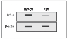   Early efforts to develop a vaccine against respiratory syncytial virus (RSV) using inactivated virus were unsuccessful. Antibody responses to the vaccine were poor, and were not protective against the natural infection. Studies in mice revealed a likely explanation for the poor performance of the inactivated RSV vaccine. For these studies, inactivated RSV was generated by UV-treatment of the virus, and was referred to as UVRSV. This UVRSV was compared to live RSV in a number of assays. First, mice were immunized by footpad (intradermal, also known as subcutaneous) injection of either UVRSV or live RSV, and dendritic cells from the draining lymph node were isolated 24 hours later. Cell lysates from these dendritic cells were prepared, and were immunoblotted for the levels of I \kappa B \alpha  protein, the inhibitory subunit of the cytosolic complex of NF \kappa B that is degraded following stimulation of receptors that activate NF \kappa B. A loading control of  \beta -actin is shown to indicate comparable amounts of total protein in each sample.    a) Given these data, name two classes of receptors in dendritic cells that might account for the difference seen in the immunoblot. To examine further the different effects of the UVRSV versus live RSV immunization on dendritic cells, the dendritic cells were isolated from draining lymph nodes 24 hours after immunization and stained for surface expression of CD40 and the co-stimulatory B7 receptors. These data are shown in Figure as fold-increase over the levels of expression of these molecules detected on dendritic cells from unimmunized mice.     Next, mice were immunized with live RSV or UVRSV, and CD4 T cells were isolated from draining lymph nodes on various days post-immunization.  The T cells were examined for IFN- \gamma  production in response to viral antigens mixed with antigen-presenting-cells by ELISPOT, and the numbers of responding cells at each time point were graphed, as shown in Figure.      b) Which data (A or B) represents the live RSV versus the UVRSV, and why? To determine which dendritic cell pathway might be important for the improved responses to live RSV compared to UVRSV, live RSV was used to immunize mice with reduced expression of the adapter protein, MyD88, and the responses of the Myd88+/- mice were compared to wild-type immunized mice. In these studies, anti-RSV antibodies in sera of immunized mice were tested for their ability to neutralize infectious virus in an in vitro assay, as shown in Figure. Log2PRNT indicates the amount the sera can be diluted before it loses the ability to neutralize 50% of the infectious virus in each sample, on a log2 scale (i.e., the higher the value the more potent the sera is for neutralizing virus).    c) Based on these data, what is the likely identity of the receptor family required for live RSV immunization to produce neutralizing antibodies to RSV?   To determine whether the pathway identified above was responsible for the more robust response to live RSV compared to UVRSV, mice were immunized with UVRSV alone, UVRSV in combination with alum, or UVRSV in combination with synthetic double-stranded RNA (poly I:C) plus synthetic single-stranded RNA (poly U). The sera from these mice were then tested for their ability to neutralize infectious RSV, in comparison to sera from unimmunized mice or mice immunized with live RSV, as shown in .    d) Do these data support or refute your answer to question (c) above? Do they implicate any specific receptors in the pathway required to generate a robust neutralizing antibody response to RSV? 