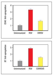   Early efforts to develop a vaccine against respiratory syncytial virus (RSV) using inactivated virus were unsuccessful. Antibody responses to the vaccine were poor, and were not protective against the natural infection. Studies in mice revealed a likely explanation for the poor performance of the inactivated RSV vaccine. For these studies, inactivated RSV was generated by UV-treatment of the virus, and was referred to as UVRSV. This UVRSV was compared to live RSV in a number of assays. First, mice were immunized by footpad (intradermal, also known as subcutaneous) injection of either UVRSV or live RSV, and dendritic cells from the draining lymph node were isolated 24 hours later. Cell lysates from these dendritic cells were prepared, and were immunoblotted for the levels of I \kappa B \alpha  protein, the inhibitory subunit of the cytosolic complex of NF \kappa B that is degraded following stimulation of receptors that activate NF \kappa B. A loading control of  \beta -actin is shown to indicate comparable amounts of total protein in each sample.    a) Given these data, name two classes of receptors in dendritic cells that might account for the difference seen in the immunoblot. To examine further the different effects of the UVRSV versus live RSV immunization on dendritic cells, the dendritic cells were isolated from draining lymph nodes 24 hours after immunization and stained for surface expression of CD40 and the co-stimulatory B7 receptors. These data are shown in Figure as fold-increase over the levels of expression of these molecules detected on dendritic cells from unimmunized mice.     Next, mice were immunized with live RSV or UVRSV, and CD4 T cells were isolated from draining lymph nodes on various days post-immunization.  The T cells were examined for IFN- \gamma  production in response to viral antigens mixed with antigen-presenting-cells by ELISPOT, and the numbers of responding cells at each time point were graphed, as shown in Figure.      b) Which data (A or B) represents the live RSV versus the UVRSV, and why? To determine which dendritic cell pathway might be important for the improved responses to live RSV compared to UVRSV, live RSV was used to immunize mice with reduced expression of the adapter protein, MyD88, and the responses of the Myd88+/- mice were compared to wild-type immunized mice. In these studies, anti-RSV antibodies in sera of immunized mice were tested for their ability to neutralize infectious virus in an in vitro assay, as shown in Figure. Log2PRNT indicates the amount the sera can be diluted before it loses the ability to neutralize 50% of the infectious virus in each sample, on a log2 scale (i.e., the higher the value the more potent the sera is for neutralizing virus).    c) Based on these data, what is the likely identity of the receptor family required for live RSV immunization to produce neutralizing antibodies to RSV?   To determine whether the pathway identified above was responsible for the more robust response to live RSV compared to UVRSV, mice were immunized with UVRSV alone, UVRSV in combination with alum, or UVRSV in combination with synthetic double-stranded RNA (poly I:C) plus synthetic single-stranded RNA (poly U). The sera from these mice were then tested for their ability to neutralize infectious RSV, in comparison to sera from unimmunized mice or mice immunized with live RSV, as shown in .    d) Do these data support or refute your answer to question (c) above? Do they implicate any specific receptors in the pathway required to generate a robust neutralizing antibody response to RSV? 