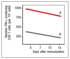   Early efforts to develop a vaccine against respiratory syncytial virus (RSV) using inactivated virus were unsuccessful. Antibody responses to the vaccine were poor, and were not protective against the natural infection. Studies in mice revealed a likely explanation for the poor performance of the inactivated RSV vaccine. For these studies, inactivated RSV was generated by UV-treatment of the virus, and was referred to as UVRSV. This UVRSV was compared to live RSV in a number of assays. First, mice were immunized by footpad (intradermal, also known as subcutaneous) injection of either UVRSV or live RSV, and dendritic cells from the draining lymph node were isolated 24 hours later. Cell lysates from these dendritic cells were prepared, and were immunoblotted for the levels of I \kappa B \alpha  protein, the inhibitory subunit of the cytosolic complex of NF \kappa B that is degraded following stimulation of receptors that activate NF \kappa B. A loading control of  \beta -actin is shown to indicate comparable amounts of total protein in each sample.    a) Given these data, name two classes of receptors in dendritic cells that might account for the difference seen in the immunoblot. To examine further the different effects of the UVRSV versus live RSV immunization on dendritic cells, the dendritic cells were isolated from draining lymph nodes 24 hours after immunization and stained for surface expression of CD40 and the co-stimulatory B7 receptors. These data are shown in Figure as fold-increase over the levels of expression of these molecules detected on dendritic cells from unimmunized mice.     Next, mice were immunized with live RSV or UVRSV, and CD4 T cells were isolated from draining lymph nodes on various days post-immunization.  The T cells were examined for IFN- \gamma  production in response to viral antigens mixed with antigen-presenting-cells by ELISPOT, and the numbers of responding cells at each time point were graphed, as shown in Figure.      b) Which data (A or B) represents the live RSV versus the UVRSV, and why? To determine which dendritic cell pathway might be important for the improved responses to live RSV compared to UVRSV, live RSV was used to immunize mice with reduced expression of the adapter protein, MyD88, and the responses of the Myd88+/- mice were compared to wild-type immunized mice. In these studies, anti-RSV antibodies in sera of immunized mice were tested for their ability to neutralize infectious virus in an in vitro assay, as shown in Figure. Log2PRNT indicates the amount the sera can be diluted before it loses the ability to neutralize 50% of the infectious virus in each sample, on a log2 scale (i.e., the higher the value the more potent the sera is for neutralizing virus).    c) Based on these data, what is the likely identity of the receptor family required for live RSV immunization to produce neutralizing antibodies to RSV?   To determine whether the pathway identified above was responsible for the more robust response to live RSV compared to UVRSV, mice were immunized with UVRSV alone, UVRSV in combination with alum, or UVRSV in combination with synthetic double-stranded RNA (poly I:C) plus synthetic single-stranded RNA (poly U). The sera from these mice were then tested for their ability to neutralize infectious RSV, in comparison to sera from unimmunized mice or mice immunized with live RSV, as shown in .    d) Do these data support or refute your answer to question (c) above? Do they implicate any specific receptors in the pathway required to generate a robust neutralizing antibody response to RSV? 