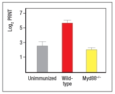   Early efforts to develop a vaccine against respiratory syncytial virus (RSV) using inactivated virus were unsuccessful. Antibody responses to the vaccine were poor, and were not protective against the natural infection. Studies in mice revealed a likely explanation for the poor performance of the inactivated RSV vaccine. For these studies, inactivated RSV was generated by UV-treatment of the virus, and was referred to as UVRSV. This UVRSV was compared to live RSV in a number of assays. First, mice were immunized by footpad (intradermal, also known as subcutaneous) injection of either UVRSV or live RSV, and dendritic cells from the draining lymph node were isolated 24 hours later. Cell lysates from these dendritic cells were prepared, and were immunoblotted for the levels of I \kappa B \alpha  protein, the inhibitory subunit of the cytosolic complex of NF \kappa B that is degraded following stimulation of receptors that activate NF \kappa B. A loading control of  \beta -actin is shown to indicate comparable amounts of total protein in each sample.    a) Given these data, name two classes of receptors in dendritic cells that might account for the difference seen in the immunoblot. To examine further the different effects of the UVRSV versus live RSV immunization on dendritic cells, the dendritic cells were isolated from draining lymph nodes 24 hours after immunization and stained for surface expression of CD40 and the co-stimulatory B7 receptors. These data are shown in Figure as fold-increase over the levels of expression of these molecules detected on dendritic cells from unimmunized mice.     Next, mice were immunized with live RSV or UVRSV, and CD4 T cells were isolated from draining lymph nodes on various days post-immunization.  The T cells were examined for IFN- \gamma  production in response to viral antigens mixed with antigen-presenting-cells by ELISPOT, and the numbers of responding cells at each time point were graphed, as shown in Figure.      b) Which data (A or B) represents the live RSV versus the UVRSV, and why? To determine which dendritic cell pathway might be important for the improved responses to live RSV compared to UVRSV, live RSV was used to immunize mice with reduced expression of the adapter protein, MyD88, and the responses of the Myd88+/- mice were compared to wild-type immunized mice. In these studies, anti-RSV antibodies in sera of immunized mice were tested for their ability to neutralize infectious virus in an in vitro assay, as shown in Figure. Log2PRNT indicates the amount the sera can be diluted before it loses the ability to neutralize 50% of the infectious virus in each sample, on a log2 scale (i.e., the higher the value the more potent the sera is for neutralizing virus).    c) Based on these data, what is the likely identity of the receptor family required for live RSV immunization to produce neutralizing antibodies to RSV?   To determine whether the pathway identified above was responsible for the more robust response to live RSV compared to UVRSV, mice were immunized with UVRSV alone, UVRSV in combination with alum, or UVRSV in combination with synthetic double-stranded RNA (poly I:C) plus synthetic single-stranded RNA (poly U). The sera from these mice were then tested for their ability to neutralize infectious RSV, in comparison to sera from unimmunized mice or mice immunized with live RSV, as shown in .    d) Do these data support or refute your answer to question (c) above? Do they implicate any specific receptors in the pathway required to generate a robust neutralizing antibody response to RSV? 