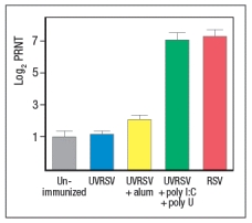   Early efforts to develop a vaccine against respiratory syncytial virus (RSV) using inactivated virus were unsuccessful. Antibody responses to the vaccine were poor, and were not protective against the natural infection. Studies in mice revealed a likely explanation for the poor performance of the inactivated RSV vaccine. For these studies, inactivated RSV was generated by UV-treatment of the virus, and was referred to as UVRSV. This UVRSV was compared to live RSV in a number of assays. First, mice were immunized by footpad (intradermal, also known as subcutaneous) injection of either UVRSV or live RSV, and dendritic cells from the draining lymph node were isolated 24 hours later. Cell lysates from these dendritic cells were prepared, and were immunoblotted for the levels of I \kappa B \alpha  protein, the inhibitory subunit of the cytosolic complex of NF \kappa B that is degraded following stimulation of receptors that activate NF \kappa B. A loading control of  \beta -actin is shown to indicate comparable amounts of total protein in each sample.    a) Given these data, name two classes of receptors in dendritic cells that might account for the difference seen in the immunoblot. To examine further the different effects of the UVRSV versus live RSV immunization on dendritic cells, the dendritic cells were isolated from draining lymph nodes 24 hours after immunization and stained for surface expression of CD40 and the co-stimulatory B7 receptors. These data are shown in Figure as fold-increase over the levels of expression of these molecules detected on dendritic cells from unimmunized mice.     Next, mice were immunized with live RSV or UVRSV, and CD4 T cells were isolated from draining lymph nodes on various days post-immunization.  The T cells were examined for IFN- \gamma  production in response to viral antigens mixed with antigen-presenting-cells by ELISPOT, and the numbers of responding cells at each time point were graphed, as shown in Figure.      b) Which data (A or B) represents the live RSV versus the UVRSV, and why? To determine which dendritic cell pathway might be important for the improved responses to live RSV compared to UVRSV, live RSV was used to immunize mice with reduced expression of the adapter protein, MyD88, and the responses of the Myd88+/- mice were compared to wild-type immunized mice. In these studies, anti-RSV antibodies in sera of immunized mice were tested for their ability to neutralize infectious virus in an in vitro assay, as shown in Figure. Log2PRNT indicates the amount the sera can be diluted before it loses the ability to neutralize 50% of the infectious virus in each sample, on a log2 scale (i.e., the higher the value the more potent the sera is for neutralizing virus).    c) Based on these data, what is the likely identity of the receptor family required for live RSV immunization to produce neutralizing antibodies to RSV?   To determine whether the pathway identified above was responsible for the more robust response to live RSV compared to UVRSV, mice were immunized with UVRSV alone, UVRSV in combination with alum, or UVRSV in combination with synthetic double-stranded RNA (poly I:C) plus synthetic single-stranded RNA (poly U). The sera from these mice were then tested for their ability to neutralize infectious RSV, in comparison to sera from unimmunized mice or mice immunized with live RSV, as shown in .    d) Do these data support or refute your answer to question (c) above? Do they implicate any specific receptors in the pathway required to generate a robust neutralizing antibody response to RSV? 