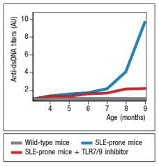 A disease resembling systemic lupus erythematosis (SLE)  can be induced in mice. A key characteristic of this disease is the production of autoantibodies with specificity for double-stranded DNA (dsDNA) , nucleosomes, and ribonucleotide-protein complexes (RNPs) . When these mice are treated with a small molecule TLR7 and TLR9 inhibitor, twice a week starting at 4 months of age, the data in Figure Q4)  are obtained.   Figure Q4)  In this system, the TLR7/TLR9 inhibitor: A)  Prevents B cell activation by bacterial DNA from microbes in the environment B)  Prevents B cell activation by DNA from commensal microbes in the gut C)  Prevents B cell activation due to uptake of chromatin from apoptotic host cells D)  Prevents B cell activation by IgG present in immune complexes E)  Prevents B cell activation following low affinity antigens stimulating the B-cell receptor