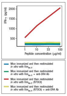  During inflammation, some proteins undergo modification, converting arginine residues in their sequences to citrulline. In smokers, an increased level of protein citrullination has been detected in cells of the lung, an observation that has been proposed as one explanation for the strong association between smoking and the autoimmune disease, rheumatoid arthritis. To determine a potential mechanism by which protein citrullination might lead to autoimmunity, studies were performed in mice. These mice were transgenic for the human MHC class II molecule, HLA DR4, the allele showing strong association with rheumatoid arthritis in humans. These mice were immunized with a peptide derived from the self-antigen vimentin (Vim<sub>65-77</sub>), or with a variant Vim<sub>65-77 </sub>peptide in which the arginine at position 70 of this peptide was converted to citrulline (Vim<sub>65-77</sub>(R70Cit)). Ten days later, T cells were isolated from draining lymph nodes of the immunized mice, and were stimulated in vitro with APCs plus each vimentin peptide. After three days of culture, IFN- \gamma  levels in the supernatants of the cultures were measured, as shown in Figure Q1)18). To confirm that the T cell responses were directed at vimentin peptides bound to DR4, duplicate in vitro cultures received anti-DR4 blocking antibody. What hypothesis is suggested by these data to account for how protein citrullination might lead to autoimmunity?    