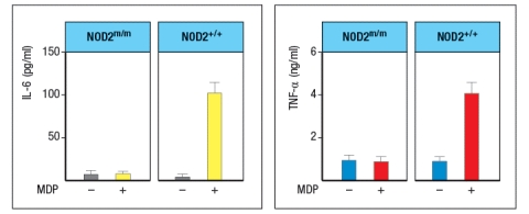  Mutations in the intracellular sensor gene NOD2 are associated with Crohn's disease, a chronic severe inflammatory disease of the gastrointestinal tract. NOD2 is normally expressed in Paneth cells of the intestine, as well as in macrophages, monocytes and dendritic cells. To understand the effects of the NOD2 mutation, a line of knock-in mice was generated in which the wild-type NOD2 allele (NOD2<sup>+/+</sup>) was replaced with a variant disease-associated allele that causes a frameshift mutation in the NOD2 protein coding sequence (NOD2<sup>m/m</sup>). Isolated macrophages from wild-type mice were and those from NOD2<sup>m/m</sup><sup> </sup>mice were stimulated in vitro with the NOD2 ligand, muramyl dipeptide (MDP, a component of bacterial peptidoglycan), and inflammatory cytokines IL-6 and TNF- \alpha  were measured 3 hours later, as shown in Figure Q2)24). What is the most likely explanation for why this NOD2 mutation predisposes individuals to Crohn's disease?    