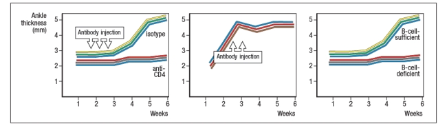 A mouse model of spontaneous rheumatoid arthritis (RA) was fortuitously discovered when a T-cell receptor transgenic mouse line made in C57BL/6 mice (KRN) was crossed to the NOD strain. These mice, known as KxN, developed RA beginning at about 4-5 weeks of age. The disease symptoms included joint swelling, infiltration of inflammatory cells, with eventual deterioration of bone and cartilage. As a first experiment to determine the mechanism leading to this autoimmune response, KRN<sup>+</sup> CD4 T cells were isolated from C57BL/6 mice and were stimulated in vitro with purified APCs from wild-type C57BL/6 mice, NOD mice, or C57BL/6 mice expressing the NOD MHC class II allele, I-A<sup>g7</sup> (C57BL/6-A<sup>g7</sup>). After three days, the T cultures were pulsed with <sup>3</sup>H-thymidine, and cpm incorporated were measured to assess T cell proliferation, as shown in Figure Q3)31)A. Furthermore, the CD4 T cell compartment in KxN mice was examined, and compared to KRN-transgenic negative littermate control mice. Whereas the littermate controls generally had 16-22% CD4 T cells in their spleens, KxN had 5-7% CD4 T cells, all of which expressed the KRN T-cell receptor.    a) What do these data indicate about the mechanism(s) of self-tolerance acting on KRN T-cell receptor-positive CD4 T cells in the KxN mice? receptor recognized a peptide of a ubiquitous self-antigen (glucose-6-phosphate isomerase; GPI) bound to the NOD MHC class II allele, I-A<sup>g7</sup>. In addition, the sera of the KxN mice were found to have circulating IgG antibodies to GPI. To address whether T cells or B cells were required for autoimmune disease initiation and/or progression, a series of studies were performed. In one study, CD4 T cells were eliminated in young KxN mice by injection of a cell-depleting anti-CD4 antibody (or an isotype control antibody), and disease progression was monitored. In a second study, anti-CD4 antibody was injected into KxN mice after disease symptoms had already appeared. The mice were then monitored for the ensuing several weeks. In a third study, KxN mice were crossed to a line of mice with a mutation in the immunoglobulin locus that blocks all B cell development. KxN B-cell-deficient mice were then compared to KxN B-cell-sufficient mice for the development of RA symptoms. These data are shown in Figure.    b) What do these data indicate about the role of T cells, B cells, and antibodies in the development and disease progression of RA in this mouse model? In a next experiment, sera from KxN arthritic mice or non-arthritic  control mice were isolated, and injected into RAG-deficient recipients. Recipient mice were then monitored for clinical disease, and were scored on a scale of 1-5 every 3 days, as shown in Figure ; 1 = mildest disease to 5 = severe disease.    c) What do these data, together with the data shown above, indicate about the pathogenic mechanisms operating in this model of RA? In a final set of studies, potential effector mechanisms resulting in joint inflammation and destruction were examined. Serum from KxN arthritic mice was injected into Rag-deficient recipients that were lacking expression of the complement component C3 or the neutrophil chemokine receptor CXCR2. Disease progression was monitored after serum injection and compared to that seen following KxN serum injection into control Rag-deficient recipients as shown in .     d) What do these data indicate about the disease mechanism in this model of RA? e) Given all of these data, what is the likely role of the KRN<sup>+</sup> CD4 T cells in this disease model?