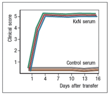 A mouse model of spontaneous rheumatoid arthritis (RA) was fortuitously discovered when a T-cell receptor transgenic mouse line made in C57BL/6 mice (KRN) was crossed to the NOD strain. These mice, known as KxN, developed RA beginning at about 4-5 weeks of age. The disease symptoms included joint swelling, infiltration of inflammatory cells, with eventual deterioration of bone and cartilage. As a first experiment to determine the mechanism leading to this autoimmune response, KRN<sup>+</sup> CD4 T cells were isolated from C57BL/6 mice and were stimulated in vitro with purified APCs from wild-type C57BL/6 mice, NOD mice, or C57BL/6 mice expressing the NOD MHC class II allele, I-A<sup>g7</sup> (C57BL/6-A<sup>g7</sup>). After three days, the T cultures were pulsed with <sup>3</sup>H-thymidine, and cpm incorporated were measured to assess T cell proliferation, as shown in Figure Q3)31)A. Furthermore, the CD4 T cell compartment in KxN mice was examined, and compared to KRN-transgenic negative littermate control mice. Whereas the littermate controls generally had 16-22% CD4 T cells in their spleens, KxN had 5-7% CD4 T cells, all of which expressed the KRN T-cell receptor.    a) What do these data indicate about the mechanism(s) of self-tolerance acting on KRN T-cell receptor-positive CD4 T cells in the KxN mice? receptor recognized a peptide of a ubiquitous self-antigen (glucose-6-phosphate isomerase; GPI) bound to the NOD MHC class II allele, I-A<sup>g7</sup>. In addition, the sera of the KxN mice were found to have circulating IgG antibodies to GPI. To address whether T cells or B cells were required for autoimmune disease initiation and/or progression, a series of studies were performed. In one study, CD4 T cells were eliminated in young KxN mice by injection of a cell-depleting anti-CD4 antibody (or an isotype control antibody), and disease progression was monitored. In a second study, anti-CD4 antibody was injected into KxN mice after disease symptoms had already appeared. The mice were then monitored for the ensuing several weeks. In a third study, KxN mice were crossed to a line of mice with a mutation in the immunoglobulin locus that blocks all B cell development. KxN B-cell-deficient mice were then compared to KxN B-cell-sufficient mice for the development of RA symptoms. These data are shown in Figure.    b) What do these data indicate about the role of T cells, B cells, and antibodies in the development and disease progression of RA in this mouse model? In a next experiment, sera from KxN arthritic mice or non-arthritic  control mice were isolated, and injected into RAG-deficient recipients. Recipient mice were then monitored for clinical disease, and were scored on a scale of 1-5 every 3 days, as shown in Figure ; 1 = mildest disease to 5 = severe disease.    c) What do these data, together with the data shown above, indicate about the pathogenic mechanisms operating in this model of RA? In a final set of studies, potential effector mechanisms resulting in joint inflammation and destruction were examined. Serum from KxN arthritic mice was injected into Rag-deficient recipients that were lacking expression of the complement component C3 or the neutrophil chemokine receptor CXCR2. Disease progression was monitored after serum injection and compared to that seen following KxN serum injection into control Rag-deficient recipients as shown in .     d) What do these data indicate about the disease mechanism in this model of RA? e) Given all of these data, what is the likely role of the KRN<sup>+</sup> CD4 T cells in this disease model?