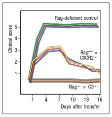A mouse model of spontaneous rheumatoid arthritis (RA) was fortuitously discovered when a T-cell receptor transgenic mouse line made in C57BL/6 mice (KRN) was crossed to the NOD strain. These mice, known as KxN, developed RA beginning at about 4-5 weeks of age. The disease symptoms included joint swelling, infiltration of inflammatory cells, with eventual deterioration of bone and cartilage. As a first experiment to determine the mechanism leading to this autoimmune response, KRN<sup>+</sup> CD4 T cells were isolated from C57BL/6 mice and were stimulated in vitro with purified APCs from wild-type C57BL/6 mice, NOD mice, or C57BL/6 mice expressing the NOD MHC class II allele, I-A<sup>g7</sup> (C57BL/6-A<sup>g7</sup>). After three days, the T cultures were pulsed with <sup>3</sup>H-thymidine, and cpm incorporated were measured to assess T cell proliferation, as shown in Figure Q3)31)A. Furthermore, the CD4 T cell compartment in KxN mice was examined, and compared to KRN-transgenic negative littermate control mice. Whereas the littermate controls generally had 16-22% CD4 T cells in their spleens, KxN had 5-7% CD4 T cells, all of which expressed the KRN T-cell receptor.    a) What do these data indicate about the mechanism(s) of self-tolerance acting on KRN T-cell receptor-positive CD4 T cells in the KxN mice? receptor recognized a peptide of a ubiquitous self-antigen (glucose-6-phosphate isomerase; GPI) bound to the NOD MHC class II allele, I-A<sup>g7</sup>. In addition, the sera of the KxN mice were found to have circulating IgG antibodies to GPI. To address whether T cells or B cells were required for autoimmune disease initiation and/or progression, a series of studies were performed. In one study, CD4 T cells were eliminated in young KxN mice by injection of a cell-depleting anti-CD4 antibody (or an isotype control antibody), and disease progression was monitored. In a second study, anti-CD4 antibody was injected into KxN mice after disease symptoms had already appeared. The mice were then monitored for the ensuing several weeks. In a third study, KxN mice were crossed to a line of mice with a mutation in the immunoglobulin locus that blocks all B cell development. KxN B-cell-deficient mice were then compared to KxN B-cell-sufficient mice for the development of RA symptoms. These data are shown in Figure.    b) What do these data indicate about the role of T cells, B cells, and antibodies in the development and disease progression of RA in this mouse model? In a next experiment, sera from KxN arthritic mice or non-arthritic  control mice were isolated, and injected into RAG-deficient recipients. Recipient mice were then monitored for clinical disease, and were scored on a scale of 1-5 every 3 days, as shown in Figure ; 1 = mildest disease to 5 = severe disease.    c) What do these data, together with the data shown above, indicate about the pathogenic mechanisms operating in this model of RA? In a final set of studies, potential effector mechanisms resulting in joint inflammation and destruction were examined. Serum from KxN arthritic mice was injected into Rag-deficient recipients that were lacking expression of the complement component C3 or the neutrophil chemokine receptor CXCR2. Disease progression was monitored after serum injection and compared to that seen following KxN serum injection into control Rag-deficient recipients as shown in .     d) What do these data indicate about the disease mechanism in this model of RA? e) Given all of these data, what is the likely role of the KRN<sup>+</sup> CD4 T cells in this disease model?
