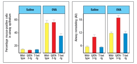  T-bet and GATA-3 are transcription factors known to regulate the development of polarized subsets of CD4 T cells. To investigate the effects of altering the cytokines produced by CD4 effector T cells during chronic airway inflammation, transgenic mice were generated that constitutively express either T-bet or GATA-3 in all T cells. These strains of mice are referred to as T-bet-tg or GATA-3-tg, respectively. Wild-type, T-bet-tg and GATA-3-tg mice were then sensitized by intraperitoneal injection of chicken ovalbumin protein (OVA) in a T<sub>H</sub>2-inducing adjuvant. Three weeks later, mice were challenged daily by intranasal administration of OVA protein in saline for 8 weeks. Control mice were immunized and challenged with saline alone. One day following the final intranasal challenge with OVA or saline, the mice were euthanized, and their lungs were examined by histological analysis for the percentages of mucus-positive cells and for thickening of airway walls as a measure of airway remodeling. These data were quantified, and are shown in Figure Q25)A. Note that the airway remodeling is scored on a relative scale in arbitrary units (AU).    a) What is the effect of GATA-3-expressing T cells on the numbers of mucus-producing cells compared to its effect on airway remodeling?  b) What is the effect of enforcing T-bet expression in T cells on the numbers of mucus-producing cells compared to its effect on airway remodeling?  One day after the final challenge with intranasal OVA or saline, mice were also examined for the numbers of eosinophils in their lungs. Lung homogenates were also tested for cytokine levels by ELISA. These data are shown in Figure .   c) What is the effect of enforced expression of GATA-3 or T-bet in T cells on the numbers of eosinophils in the lung? Based on the cytokine data, which cytokine is likely contributing to this effect? In a final experiment, mice are euthanized one day after the final saline or OVA administration, and lymphocytes are isolated from the lungs. The isolated lymphocytes are stimulated through their T-cell receptors to induce cytokine production from effector T cells. During this 5-hour in vitro stimulation to elicit cytokine production, the cells are also incubated with a protein secretion inhibitor. After the 5-hour incubation, the cells are stained with antibodies to CD3 and CD4, then the cells are fixed and permeabilized, and stained with antibodies to IFN- \gamma  For IL-4. The percentages of CD4 T cells expressing each cytokine are shown in Figure .    d) Based on these data, deduce whether Tg-A is the GATA-3-tg line or the T-bet-tg line, and similarly, deduce the identity of Tg-B. Explain your reasoning. IL-12 is an important cytokine that induces T-bet up-regulation in CD4 T cells. If one discovered that polymorphisms in the IL-12 locus were linked to increased susceptibility to allergies and asthma based on GWAS (genome-wide association studies) data derived from human population cohorts, what difference would be expected when comparing the allele in healthy controls versus the allele found more frequently in asthma patients? 