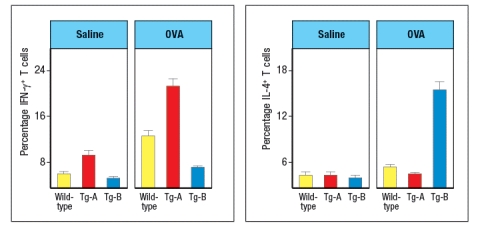  T-bet and GATA-3 are transcription factors known to regulate the development of polarized subsets of CD4 T cells. To investigate the effects of altering the cytokines produced by CD4 effector T cells during chronic airway inflammation, transgenic mice were generated that constitutively express either T-bet or GATA-3 in all T cells. These strains of mice are referred to as T-bet-tg or GATA-3-tg, respectively. Wild-type, T-bet-tg and GATA-3-tg mice were then sensitized by intraperitoneal injection of chicken ovalbumin protein (OVA) in a T<sub>H</sub>2-inducing adjuvant. Three weeks later, mice were challenged daily by intranasal administration of OVA protein in saline for 8 weeks. Control mice were immunized and challenged with saline alone. One day following the final intranasal challenge with OVA or saline, the mice were euthanized, and their lungs were examined by histological analysis for the percentages of mucus-positive cells and for thickening of airway walls as a measure of airway remodeling. These data were quantified, and are shown in Figure Q25)A. Note that the airway remodeling is scored on a relative scale in arbitrary units (AU).    a) What is the effect of GATA-3-expressing T cells on the numbers of mucus-producing cells compared to its effect on airway remodeling?  b) What is the effect of enforcing T-bet expression in T cells on the numbers of mucus-producing cells compared to its effect on airway remodeling?  One day after the final challenge with intranasal OVA or saline, mice were also examined for the numbers of eosinophils in their lungs. Lung homogenates were also tested for cytokine levels by ELISA. These data are shown in Figure .   c) What is the effect of enforced expression of GATA-3 or T-bet in T cells on the numbers of eosinophils in the lung? Based on the cytokine data, which cytokine is likely contributing to this effect? In a final experiment, mice are euthanized one day after the final saline or OVA administration, and lymphocytes are isolated from the lungs. The isolated lymphocytes are stimulated through their T-cell receptors to induce cytokine production from effector T cells. During this 5-hour in vitro stimulation to elicit cytokine production, the cells are also incubated with a protein secretion inhibitor. After the 5-hour incubation, the cells are stained with antibodies to CD3 and CD4, then the cells are fixed and permeabilized, and stained with antibodies to IFN- \gamma  For IL-4. The percentages of CD4 T cells expressing each cytokine are shown in Figure .    d) Based on these data, deduce whether Tg-A is the GATA-3-tg line or the T-bet-tg line, and similarly, deduce the identity of Tg-B. Explain your reasoning. IL-12 is an important cytokine that induces T-bet up-regulation in CD4 T cells. If one discovered that polymorphisms in the IL-12 locus were linked to increased susceptibility to allergies and asthma based on GWAS (genome-wide association studies) data derived from human population cohorts, what difference would be expected when comparing the allele in healthy controls versus the allele found more frequently in asthma patients? 