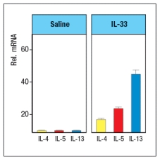   IL-33 is a cytokine known as an 'alarmin'. Following stimulation by pathogens or allergens, or in response to damage, epithelial cells in the skin, lungs, and gastrointestinal tract will release IL-33. This cytokine binds to its receptor, which is expressed on several cell types important in type 2 immune responses. When mice are injected with recombinant IL-33 once per day for 7 days (or saline as a control), specific cytokines are found elevated in multiple tissues and in their serum. An example of data from lung is shown in Figure Q26)A, with cytokine mRNA being measured by RT-PCR. Other cytokines, such as IL-2, IL-4, IL-6, IL-10, IL-12, TNF- \alpha , and IFN- \gamma  were not altered by IL-33 injection.    a) Name three cell types that are likely to express IL-33 receptors. These experiments were repeated using Rag-deficient mice, in comparison to wild-type controls. When cytokines were analyzed after IL-33 treatment of Rag-deficient mice, similar amounts of the same cytokines were observed as seen in wild-type controls. b) Do these data affect your answer to part (a) above? Why or why not? When IL-33-deficient mice were compared to wild-type controls in a mouse model of chronic airway inflammation, disease symptoms were reduced in IL33<sup>-/-</sup> mice. In this model, chicken ovalbumin protein (OVA) is mixed with a TH2-inducing adjuvant, and used to sensitize mice by intraperitoneal injection. Four weeks later, mice are challenged intranasally with OVA or saline alone on days 28, 29, and 30. The number of cells in the bronchiolar lavage fluid is then assessed, as shown in Figure .     c) Given these data, as well as the cytokine data above, what are two important functions of IL-33?  Leukocytes are isolated from the lung epithelium of wild-type mice in which chronic airway inflammation has been induced to OVA. The cells are separated into two subsets: lymphocytes and non-lymphocytes. Then each population is stimulated in vitro with IL-33 in the presence or absence of OVA protein, and 48 hours later the cytokines in the supernatants are assessed by ELISA. The results are shown in Figure for one cytokine. Similar data were obtained for IL-9 and IL-13.     d) What are the likely cell types responding in each isolated population? 