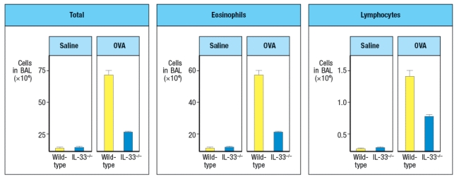   IL-33 is a cytokine known as an 'alarmin'. Following stimulation by pathogens or allergens, or in response to damage, epithelial cells in the skin, lungs, and gastrointestinal tract will release IL-33. This cytokine binds to its receptor, which is expressed on several cell types important in type 2 immune responses. When mice are injected with recombinant IL-33 once per day for 7 days (or saline as a control), specific cytokines are found elevated in multiple tissues and in their serum. An example of data from lung is shown in Figure Q26)A, with cytokine mRNA being measured by RT-PCR. Other cytokines, such as IL-2, IL-4, IL-6, IL-10, IL-12, TNF- \alpha , and IFN- \gamma  were not altered by IL-33 injection.    a) Name three cell types that are likely to express IL-33 receptors. These experiments were repeated using Rag-deficient mice, in comparison to wild-type controls. When cytokines were analyzed after IL-33 treatment of Rag-deficient mice, similar amounts of the same cytokines were observed as seen in wild-type controls. b) Do these data affect your answer to part (a) above? Why or why not? When IL-33-deficient mice were compared to wild-type controls in a mouse model of chronic airway inflammation, disease symptoms were reduced in IL33<sup>-/-</sup> mice. In this model, chicken ovalbumin protein (OVA) is mixed with a TH2-inducing adjuvant, and used to sensitize mice by intraperitoneal injection. Four weeks later, mice are challenged intranasally with OVA or saline alone on days 28, 29, and 30. The number of cells in the bronchiolar lavage fluid is then assessed, as shown in Figure .     c) Given these data, as well as the cytokine data above, what are two important functions of IL-33?  Leukocytes are isolated from the lung epithelium of wild-type mice in which chronic airway inflammation has been induced to OVA. The cells are separated into two subsets: lymphocytes and non-lymphocytes. Then each population is stimulated in vitro with IL-33 in the presence or absence of OVA protein, and 48 hours later the cytokines in the supernatants are assessed by ELISA. The results are shown in Figure for one cytokine. Similar data were obtained for IL-9 and IL-13.     d) What are the likely cell types responding in each isolated population? 