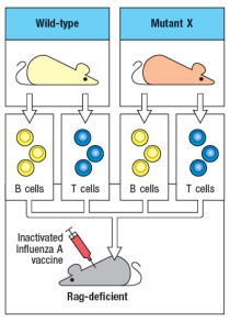 A mutant mouse line (Mutant-X)  is discovered that is defective in generating IgG or IgA antibody responses to immunization with the inactivated influenza A virus vaccine. As a first step in determining the gene responsible for the immunodeficiency, T lymphocytes and B lymphocytes are separately isolated from wild-type or Mutant-X mice and mixtures of cells are transferred into Rag-deficient recipients, which are then immunized with the Influenza A vaccine as shown in Figure. Fourteen days later, serum from the immunized mice is collected, and tested for anti-influenza IgG and IgA antibody titers. The results are shown in Figure :   mice is: A)  NEMO B)  CD40-ligand C)  CD40 D)  AID E)  TACI