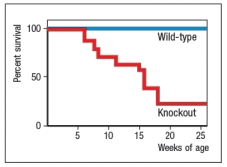  A mouse model of an immunodeficiency disease affecting the innate immune response was generated by knocking out a single gene. Studies of these mice, performed in the 1990s, showed that they were highly susceptible to infections of pyogenic bacteria, such as Staphylococcus and Lactobacillus species, and to infections of fungal pathogens, such as Paecilomyces. In fact, without deliberately infecting the mice, the researchers performing these studies found that the knockout mice were spontaneously succumbing to these infections while housed in their vivarium (animal facility) , as shown in Figure.    To determine the potential mechanism leading to the immune deficiency, a series of additional studies were performed. In one study, peripheral blood leukocytes from the mice were mixed with Staphylococcus aureus bacteria, and the ability of the cells to kill the bacteria was assessed. In a second study, the compound thioglycolate was injected into the peritoneal cavity of the mice, and five hours later the numbers of white blood cells were measured. This compound elicits a robust inflammatory response in the peritoneum, including the production of several inflammatory cytokines, such as TNFα, IL-1, and IL-6, as well as a number of chemokines known to recruit neutrophils and monocytes from the blood to the site of inflammation. The results of these studies are shown in Figure  .     Given these data, a likely candidate for the gene that was targeted in these knockout mice is: A)  IRAK4 B)  CD18, the integrin  \beta  chain C)  TLR3 D)  G6PC3, the glucose-6-phosphatase catalytic subunit 3 E)  p47, a component of NADPH oxidase 