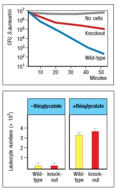  A mouse model of an immunodeficiency disease affecting the innate immune response was generated by knocking out a single gene. Studies of these mice, performed in the 1990s, showed that they were highly susceptible to infections of pyogenic bacteria, such as Staphylococcus and Lactobacillus species, and to infections of fungal pathogens, such as Paecilomyces. In fact, without deliberately infecting the mice, the researchers performing these studies found that the knockout mice were spontaneously succumbing to these infections while housed in their vivarium (animal facility) , as shown in Figure.    To determine the potential mechanism leading to the immune deficiency, a series of additional studies were performed. In one study, peripheral blood leukocytes from the mice were mixed with Staphylococcus aureus bacteria, and the ability of the cells to kill the bacteria was assessed. In a second study, the compound thioglycolate was injected into the peritoneal cavity of the mice, and five hours later the numbers of white blood cells were measured. This compound elicits a robust inflammatory response in the peritoneum, including the production of several inflammatory cytokines, such as TNFα, IL-1, and IL-6, as well as a number of chemokines known to recruit neutrophils and monocytes from the blood to the site of inflammation. The results of these studies are shown in Figure  .     Given these data, a likely candidate for the gene that was targeted in these knockout mice is: A)  IRAK4 B)  CD18, the integrin  \beta  chain C)  TLR3 D)  G6PC3, the glucose-6-phosphatase catalytic subunit 3 E)  p47, a component of NADPH oxidase 