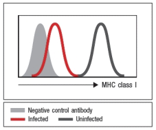 Viruses utilize many different strategies to evade the immune response after infection. One strategy, illustrated in Figure , is an effect on virus-infected cells.     The virus used in this experiment is most likely: A)  An RNA virus with a segmented genome B)  A retrovirus C)  A negatively stranded RNA virus D)  A large DNA virus E)  A virus that establishes latency in the host