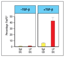   Wild-type mice are adoptively transferred with naive CD4 T cells isolated from OT-II T-cell receptor transgenic mice. These OT-II T cells are specific for a peptide of the chicken ovalbumin protein (OVA) bound to MHC class II. After transfer, the OT-II cells rapidly disperse to all of the secondary lymphoid organs in the recipient mice. Half of the recipient mice are then given OVA protein dissolved in their drinking water, and the other half of the mice receive normal drinking water for 5 days. On the following day (day 6), lymphocytes from the spleen, the peripheral lymph nodes (LN), mesenteric lymph nodes (MLN), Peyer's patches (PP) and lamina propria (LP) are isolated and examined for the proportions of CD4 T cells in each organ expressing FoxP3. The results are shown in Figure.   a) What is the conclusion from this experiment? To investigate this further, dendritic cells are isolated from the spleen (spl-DC)  or from the lamina propria of the small intestine (LP-DC). Each subset of dendritic cells is pulsed with the OVA protein, and then incubated with naive OT-II CD4 T cells for 5 days in the presence or absence of TGF- \beta . The CD4 T cells are then examined for FoxP3 expression; the results are shown in Figure.      b) Why is TGF- \beta  added in this experiment? c) What is the major difference between the splenic dendritic cells and those isolated from the lamina propria? The CD4 T cells from the experiment above, in which the T cells were cultured for 5 days with OVA-pulsed splenic or lamina propria dendritic cells in the presence or absence of TGF- \beta , were also assessed for their surface expression of the integrin  \alpha 4 \beta 7. d) Of the four groups of T cells shown in the graph, which ones would be expected to show high levels of  \alpha 4 \beta 7? 