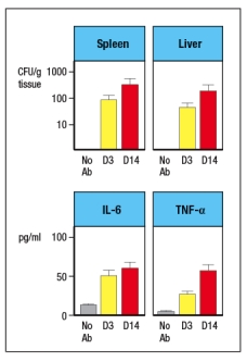   Like wild-type (WT) mice, Rag-deficient mice have large numbers of commensal microbes in their gastrointestinal (GI) tract that remain contained in restricted to anatomical locations associated with the GI tract. However, when Rag-deficient mice are treated with a depleting antibody that eliminates all lymphocytes from the animals, these mice suffer from dissemination of commensal bacteria to peripheral organs, such as spleen and liver, and show evidence of systemic inflammation as shown by cytokine levels in the serum. ND, not detected; D3, day 3 post-antibody injection; D14, day 14 post-antibody injection.    a) What are the cells in Rag-deficient mice, that, when depleted by the antibody injection, cause bacterial dissemination and systemic inflammation? In a follow-up study, the Rag-deficient mice were treated with a blocking antibody to neutralize a cytokine (cytokine Z) known to be produced by lymphocytes. On day 14 post-antibody injection, the spleen and liver of the mice were analyzed for numbers of bacteria, and the results are shown in Figure :    b) What is the likely identity of cytokine Z? In a second follow-up study, Rag-deficient mice were crossed to a knockout for a transcription factor (Factor X) also known to be expressed in some lymphocytes. Lamina propria lymphocytes were isolated from wild-type mice, Rag-deficient mice, Factor-X-deficient mice, and double Rag/Factor-X deficient mice, and mRNA was prepared from the cells. RT-PCR was then used to determine the mRNA transcript levels for cytokine Z in all four lymphocyte populations, and the results are shown in Figure.     c) What is the likely identity of Factor X? In a final experiment, the entire small intestine of wild-type mice, Rag-deficient mice, or Factor X-deficient mice is isolated and processed for mRNA, which is then used in RT-PCR experiments. Expression levels of mRNA encoding RegIII \beta  and RegIII \gamma  are assessed in these samples; the results are shown in Figure.    d) What do these data indicate about the regulation of RegIII \beta  and RegIII \gamma  expression? Which cells are expressing RegIII \beta  and RegIII \gamma ? 
