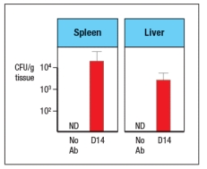   Like wild-type (WT) mice, Rag-deficient mice have large numbers of commensal microbes in their gastrointestinal (GI) tract that remain contained in restricted to anatomical locations associated with the GI tract. However, when Rag-deficient mice are treated with a depleting antibody that eliminates all lymphocytes from the animals, these mice suffer from dissemination of commensal bacteria to peripheral organs, such as spleen and liver, and show evidence of systemic inflammation as shown by cytokine levels in the serum. ND, not detected; D3, day 3 post-antibody injection; D14, day 14 post-antibody injection.    a) What are the cells in Rag-deficient mice, that, when depleted by the antibody injection, cause bacterial dissemination and systemic inflammation? In a follow-up study, the Rag-deficient mice were treated with a blocking antibody to neutralize a cytokine (cytokine Z) known to be produced by lymphocytes. On day 14 post-antibody injection, the spleen and liver of the mice were analyzed for numbers of bacteria, and the results are shown in Figure :    b) What is the likely identity of cytokine Z? In a second follow-up study, Rag-deficient mice were crossed to a knockout for a transcription factor (Factor X) also known to be expressed in some lymphocytes. Lamina propria lymphocytes were isolated from wild-type mice, Rag-deficient mice, Factor-X-deficient mice, and double Rag/Factor-X deficient mice, and mRNA was prepared from the cells. RT-PCR was then used to determine the mRNA transcript levels for cytokine Z in all four lymphocyte populations, and the results are shown in Figure.     c) What is the likely identity of Factor X? In a final experiment, the entire small intestine of wild-type mice, Rag-deficient mice, or Factor X-deficient mice is isolated and processed for mRNA, which is then used in RT-PCR experiments. Expression levels of mRNA encoding RegIII \beta  and RegIII \gamma  are assessed in these samples; the results are shown in Figure.    d) What do these data indicate about the regulation of RegIII \beta  and RegIII \gamma  expression? Which cells are expressing RegIII \beta  and RegIII \gamma ? 