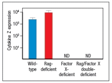   Like wild-type (WT) mice, Rag-deficient mice have large numbers of commensal microbes in their gastrointestinal (GI) tract that remain contained in restricted to anatomical locations associated with the GI tract. However, when Rag-deficient mice are treated with a depleting antibody that eliminates all lymphocytes from the animals, these mice suffer from dissemination of commensal bacteria to peripheral organs, such as spleen and liver, and show evidence of systemic inflammation as shown by cytokine levels in the serum. ND, not detected; D3, day 3 post-antibody injection; D14, day 14 post-antibody injection.    a) What are the cells in Rag-deficient mice, that, when depleted by the antibody injection, cause bacterial dissemination and systemic inflammation? In a follow-up study, the Rag-deficient mice were treated with a blocking antibody to neutralize a cytokine (cytokine Z) known to be produced by lymphocytes. On day 14 post-antibody injection, the spleen and liver of the mice were analyzed for numbers of bacteria, and the results are shown in Figure :    b) What is the likely identity of cytokine Z? In a second follow-up study, Rag-deficient mice were crossed to a knockout for a transcription factor (Factor X) also known to be expressed in some lymphocytes. Lamina propria lymphocytes were isolated from wild-type mice, Rag-deficient mice, Factor-X-deficient mice, and double Rag/Factor-X deficient mice, and mRNA was prepared from the cells. RT-PCR was then used to determine the mRNA transcript levels for cytokine Z in all four lymphocyte populations, and the results are shown in Figure.     c) What is the likely identity of Factor X? In a final experiment, the entire small intestine of wild-type mice, Rag-deficient mice, or Factor X-deficient mice is isolated and processed for mRNA, which is then used in RT-PCR experiments. Expression levels of mRNA encoding RegIII \beta  and RegIII \gamma  are assessed in these samples; the results are shown in Figure.    d) What do these data indicate about the regulation of RegIII \beta  and RegIII \gamma  expression? Which cells are expressing RegIII \beta  and RegIII \gamma ? 