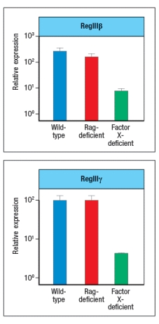   Like wild-type (WT) mice, Rag-deficient mice have large numbers of commensal microbes in their gastrointestinal (GI) tract that remain contained in restricted to anatomical locations associated with the GI tract. However, when Rag-deficient mice are treated with a depleting antibody that eliminates all lymphocytes from the animals, these mice suffer from dissemination of commensal bacteria to peripheral organs, such as spleen and liver, and show evidence of systemic inflammation as shown by cytokine levels in the serum. ND, not detected; D3, day 3 post-antibody injection; D14, day 14 post-antibody injection.    a) What are the cells in Rag-deficient mice, that, when depleted by the antibody injection, cause bacterial dissemination and systemic inflammation? In a follow-up study, the Rag-deficient mice were treated with a blocking antibody to neutralize a cytokine (cytokine Z) known to be produced by lymphocytes. On day 14 post-antibody injection, the spleen and liver of the mice were analyzed for numbers of bacteria, and the results are shown in Figure :    b) What is the likely identity of cytokine Z? In a second follow-up study, Rag-deficient mice were crossed to a knockout for a transcription factor (Factor X) also known to be expressed in some lymphocytes. Lamina propria lymphocytes were isolated from wild-type mice, Rag-deficient mice, Factor-X-deficient mice, and double Rag/Factor-X deficient mice, and mRNA was prepared from the cells. RT-PCR was then used to determine the mRNA transcript levels for cytokine Z in all four lymphocyte populations, and the results are shown in Figure.     c) What is the likely identity of Factor X? In a final experiment, the entire small intestine of wild-type mice, Rag-deficient mice, or Factor X-deficient mice is isolated and processed for mRNA, which is then used in RT-PCR experiments. Expression levels of mRNA encoding RegIII \beta  and RegIII \gamma  are assessed in these samples; the results are shown in Figure.    d) What do these data indicate about the regulation of RegIII \beta  and RegIII \gamma  expression? Which cells are expressing RegIII \beta  and RegIII \gamma ? 