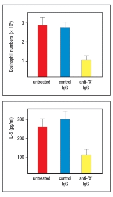 Allergic airway inflammation can be induced in mice by immunizing them with an allergen that produces a T<sub>H</sub>2 effector response, and then challenging the immunized mice with an inhaled form of that allergen. In this disease model, the T<sub>H</sub>2 effector cells present in the lung respond to the inhaled allergen challenge by producing type 2 cytokines that recruit eosinophils and induce airway inflammation. In addition, a component of this T<sub>H</sub>2 response is antigen-independent, as shown by the effects of administering a neutralizing antibody along with the allergen challenge. This neutralizing antibody (anti-'X' IgG)  has the effects shown in Figure Q14) .   antibody was shown to inhibit the response of the T<sub>H</sub>2 cells, and therefore is likely to be: A)  A neutralizing antibody to IL-12 B)  A neutralizing antibody to IL-4 C)  A neutralizing antibody to TSLP D)  A neutralizing antibody to STAT4 E)  A neutralizing antibody to IL-13