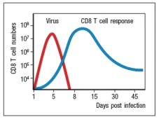 The kinetics of a typical CD8 T cell response to an acute virus infection in mice is shown in Figure .   and starting at ~day 10 post-infection, the majority of the virus-specific CD8 T cells die. The death of these virus-specific CD8 T cells is caused by: A)  Lysis from the virus infection B)  Engulfment and destruction by phagocytes in the body C)  Destruction by cytotoxic T cells D)  Natural killer cell lysis E)  Fas-induced death or cytokine withdrawal