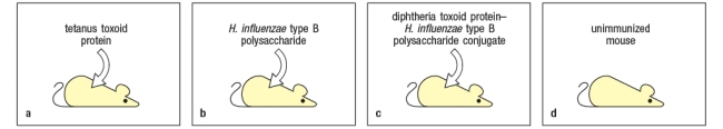 A set of mice are each immunized with one of the following as shown in Figure.     Mouse A is immunized with tetanus toxoid protein. Mouse B is immunized with the Haemophilus influenzae type b polysaccharide antigen. Mouse C is immunized with a conjugate of the diphtheria toxoid protein linked to H. influenzae type b polysaccharide. Mouse D is left unimmunized (naive) . Four weeks later the spleen cells from each mouse are isolated, and B lymphocytes and T lymphocytes from each spleen cell population are purified. When mixed together in culture together with a conjugate antigen of the tetanus toxoid protein linked to the to H. influenzae type b polysaccharide, which combination of spleen cells would generate a memory B cell response? A)  B lymphocytes from mouse B plus T lymphocytes from mouse B B)  B lymphocytes from mouse A plus T lymphocytes from mouse A C)  B lymphocytes from mouse C plus T lymphocytes from mouse A D)  B lymphocytes from mouse C plus T lymphocytes from mouse D E)  B lymphocytes from mouse B plus T lymphocytes from mouse D