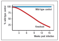 Following an acute virus infection in which the host clears the virus by approximately one week post-infection, a population of virus-specific memory CD8 T cells is maintained and can be detected for months to years post-infection. In mice with a knockout of a single cytokine, virus-specific memory CD8 T cells cannot be maintained, and disappear over time as shown in Figure.    The most likely identity of the cytokine that is missing in these knockout mice is: A)  IL-15 B)  IL-2 C)  IL-21 D)  IL-23 E)  IL-4