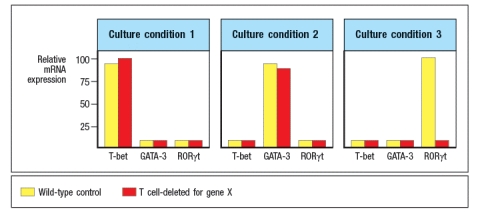 Hyper-IgE syndrome, also known as Job’s syndrome, is an immunodeficiency disease resulting from the lack of function of a single gene (gene ‘X’). Patients with this disease are highly susceptible to infections with extracellular bacteria and fungi, most frequently including Staphylococcus aureus infections and Candida albicans infections in the skin. Analysis of the various immune cell compartments indicates that these patients have normal numbers of each cell lineage (i.e., CD4 and CD8 T cells, B cells, monocytes, dendritic cells, NK cells, granulocytes, etc.), and normal levels of IgG, IgA, and IgM antibodies, but higher than normal levels of IgE. a) Given this information, name a likely component of the immune response that could be impaired in these patients. To investigate the immune mechanism impaired in these patients, a mouse model of this gene deficiency was generated. Conditional knockout mouse lines were generated in which gene X was knocked out in either the T cells, the B cells, or the myeloid cells of the mouse. For each conditional knockout line, mice were challenged with Candida albicans, and the ability to clear the infection was assessed. In mice, infection of the oral cavity with Candida albicans has been shown to be a valid model for mucosal Candida albicans infections in humans. After infection, the response was assessed by measuring fungal burden (CFU/g tissue) on the tongue. The resulting data are shown in Figure b) Based on these data, what is the most likely immune function impaired in the Gene X-deficient patients? Histological examination of tongue sections from Candida albicans infected mice were examined, and the numbers of infiltrating leukocytes (white blood cells) were quantified in each microscopic field of each section, and the results are shown in Figure c) Do these data support or refute your hypothesis stated in response to question (b)? Why or why not? To examine the details of T cell responses when Gene X is absent from the T cells, a series of in vitro experiments were performed. CD4 T cells were isolated from wild type mice and from T cell-deleted Gene X knockout mice, and were stimulated in vitro with a combination of anti-CD3 and anti-CD28 antibodies to activate the T cells. In addition, each culture was supplemented with one of the following cytokine conditions: (1) IFN- \gamma plus IL-12; (2) IL-4; or (3) IL-6, TGF- \beta , IL-1 plus IL-23. After four days, the cells were examined for the expression of transcription factors by RT-PCR, as shown in Figure. Note that Gene X does not encode T-bet, GATA-3, or ROR \gamma t. Instead, these data indicated impaired responses of Gene X-deficient T cells to the cytokines used in these in vitro culture experiments. d) Based on these data, name three candidate genes that could be Gene X.