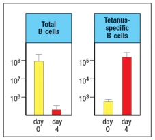 A mouse is immunized with the tetanus toxoid protein (inactivated toxin)  in adjuvant. One week later, the entire population of splenic B cells are isolated from the mouse and mixed with tetanus toxoid-specific CD4 T<sub>FH</sub> cells plus the purified tetanus toxoid protein. Four days later, the total number of B cells in the culture and the number of tetanus toxoid-specific B cells are determined and compared to the starting population on the day of isolation. The results are shown in Figure Q1) .   B cells preferentially survive and proliferate because: A)  They are the only B cells that express CD40. B)  They are the only B cells that express the receptor for IL-21. C)  They are the only B cells that proliferate in response to their antigen. D)  They are the only B cells presenting the tetanus peptide to the T<sub>FH</sub> cells. E)  They are the only B cells that received a TLR stimulus during priming.