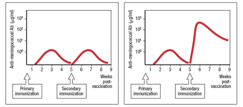 MPSV-4 is a tetravalent polysaccharide vaccine designed to elicit antibodies to four different serotypes of Neisseria meningitidis, a bacterial infection that causes meningitis and sepsis in susceptible individuals. However, the protection induced by this vaccine is short-lived, and normally wanes to undetectable levels by 2-3 years post-vaccination. In addition, MPSV-4 does not induce mucosal immunity to Neisseria meningitidis; instead, it only protects against bacteria that access the bloodstream. Two newly developed vaccine candidates (A and B) are tested in mice for their ability to elicit high concentrations of anti-meningococcal antibodies that would provide mucosal as well as bloodstream protection. Also, the ideal candidate vaccine should also provide long-lasting immunity to the infection. Figure Q29)A is a diagram of the results from the primary immunization with both candidate vaccines:      a) what is the predominant antibody isotype elicited by the primary immunization with these candidate vaccines? In which part of the body is that antibody primarily found? Figure shows the responses to a primary, followed by a secondary immunization to each of the two candidate vaccines.       b) Which candidate vaccine elicits the preferred response? What are the three aspects of the preferred response that make it the candidate vaccine of choice? The vaccine developers refuse to divulge the components of the candidate vaccines A and B. c) What is the likely composition of each vaccine and what evidence from the information above are used to lead to your conclusions? d) To confirm the choice of the preferred candidate vaccine, what type of additional information from the vaccine trials in mice shown above would support this conclusion? Name two additional features of the secondary antibody response to each candidate vaccine that could be assessed, and what results would be expected for each of the candidate vaccines. e) To assess whether either candidate vaccine might provide mucosal immunity in addition to immunity in the bloodstream, what feature of the response to each vaccine should be examined?